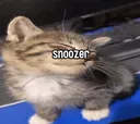 snoozer