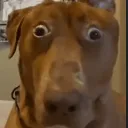 ruhroh