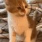 cheetoPaw