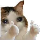 Cosy_cat_ok1