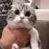 cat4