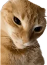 stop_being_ratchet_wretched_cat