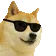cooldoge