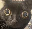 CatStare Discord Emoji