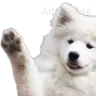 WaveBoye
