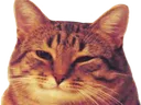 74