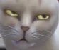 cat_ugh cat_ugh