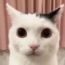 thecat thecat