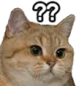 catconfuse
