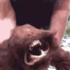 Feral Feral