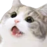 catahh