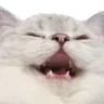 catlul