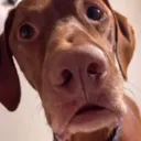 doggo