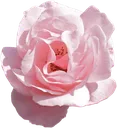 soft_flower