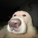 yellowdog2