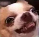 derpdog_bigsmile_crazy