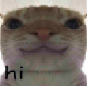 cat_hi_hehe Discord emoji