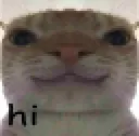 cat_hi_hehe