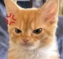 cat_angry Discord emoji