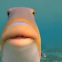 helo