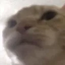 CB_8CatStaring Discord Emoji