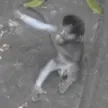 monkeyHug