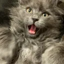 sillypoopie