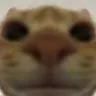 Sus_Cot