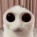 stare