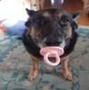 bog