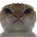catstare