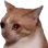 cat_hurted Discord emoji