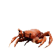 crabrave