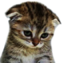 Kitten_Shy Discord sticker | Pokémon Champions