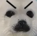 sealAngery sealAngery