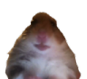 ham Discord emoji