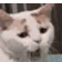catYawn catYawn