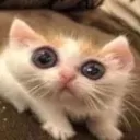 Gattp