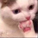 cat_bite