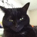 Morticia