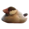 ThiccBirbor