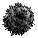 noirtree Discord emoji