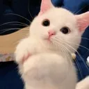 catto