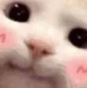 blushie