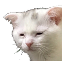 DGcatPain Discord emoji