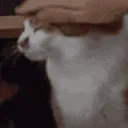 DGcatPat