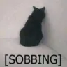 DGcatSobbing