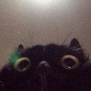 DGcatStare Discord emoji