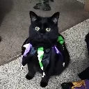 Elvira