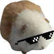 HampterCool